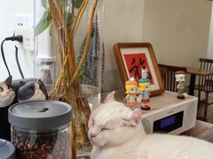 -有猫主题·治愈系猫咖(曾厝垵店)