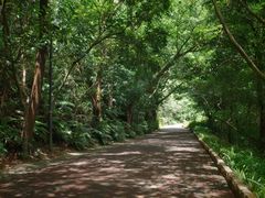-深圳仙湖植物园