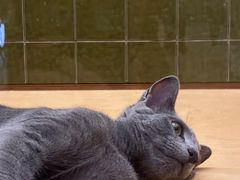 -帕帕拉兹宠物(亚洲旗舰店)