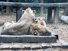-广州长隆野生动物世界