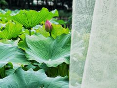 -陈家山荷花公园
