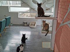 -喵屿·大理花园猫咖