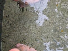 -罗浮山嘉宝田森林温泉度假酒店