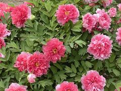 -石家庄市植物园