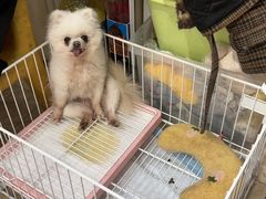 -e嘉宠物店(北大街店)
