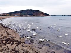 -烟墩角天鹅湖