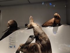 -贝林大翅鲸简餐厅(国家海洋博物馆店)