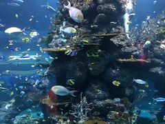 -新加坡海洋生态馆