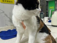 -瑞鹏瑞爱宠物医院·全科·猫科·血液透析中心(龙头寺店)