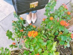 -婺源梦里老家大型山水实景演出