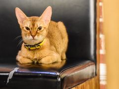 -猫小院猫主题咖啡厅(北锣店)