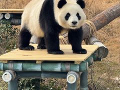 -陈大锅·岳阳鱼馆·地道岳阳菜(美食街店)