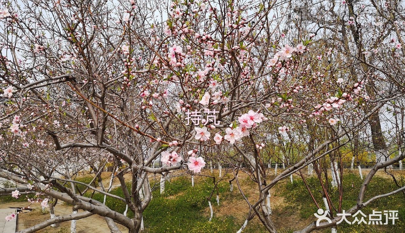 桃花堤公园是一座以观赏桃花为主沿河带状公园