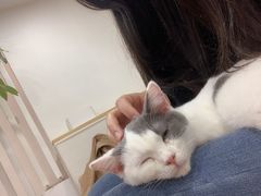 -李小姐の猫咖啡馆(五角场店)