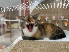-COLOR PETS 撸猫馆·购猫·猫咖(长风大悦城店)