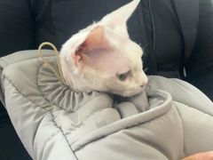 -东日国际动物医院·CT·心脏专科(桃源分院)