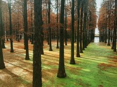 -渌洋湖湿地公园