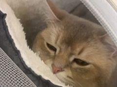 -瑞鹏宠物医院·宠保定点·心脏科·内科(御桥分院)