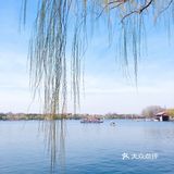 不负春日好时光[鸭子][玫瑰]