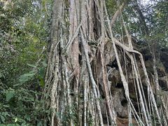-中国科学院西双版纳热带植物园