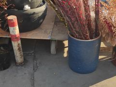 -中环花鸟鱼虫市场