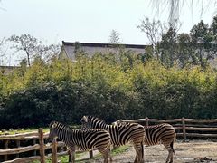 -上海野生动物园