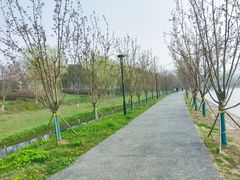 -羊山湖公园