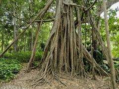 -中国科学院西双版纳热带植物园