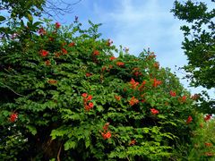 -国家植物园南园