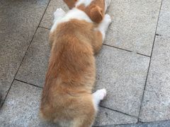 -柯斗斗主题餐厅·狗咖·围炉煮茶·茶饮(国瑞升平里店)