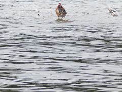 -西湖外事游船(花港观鱼码头)