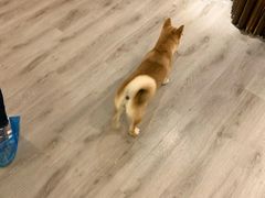 -浣熊柯尔鸭土拨鼠·电玩咖