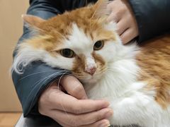 -瑞派名望志远动物医院·猫科·內科·异宠专科(直港大道店)