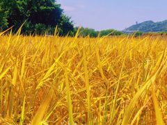 -光明小镇欢乐田园