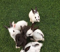 -萌宠亲子动物乐园(槐房万达店)