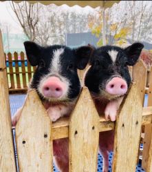 -萌宠亲子动物乐园(槐房万达店)