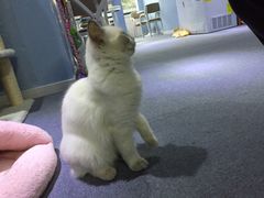 -喵的天空名猫咖啡馆·撸猫·猫舍·用品