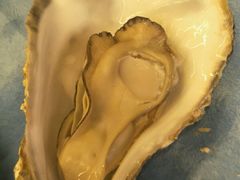 -千岛蚝高压锅生蚝·人参火锅(白云万达店)