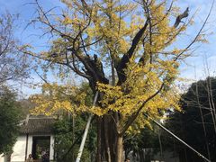 -上海佘山国家森林公园天马山园