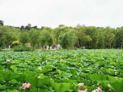 -长春市南湖公园