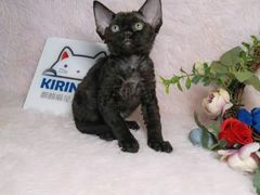 -十年猫舍·猫咪专门店(普陀店)