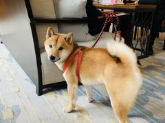 -上海崇明金茂凯悦酒店
