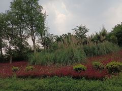 -白鹭湾湿地公园