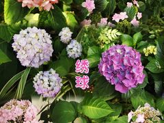 -南山植物园