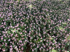 -西双版纳傣族园