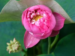 -陈家山荷花公园