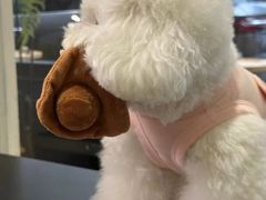 -萌宠之家·腊肠犬·马尔泰·小体犬舍