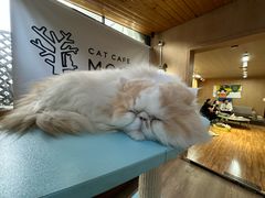 -MOCHA明星猫咖(田子坊店)