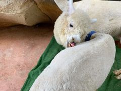 -杭州开元森泊度假乐园