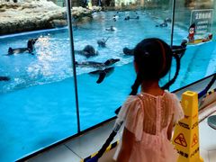 -帝企鹅自助餐厅•儿童岛•真企鹅(长隆企鹅酒店)